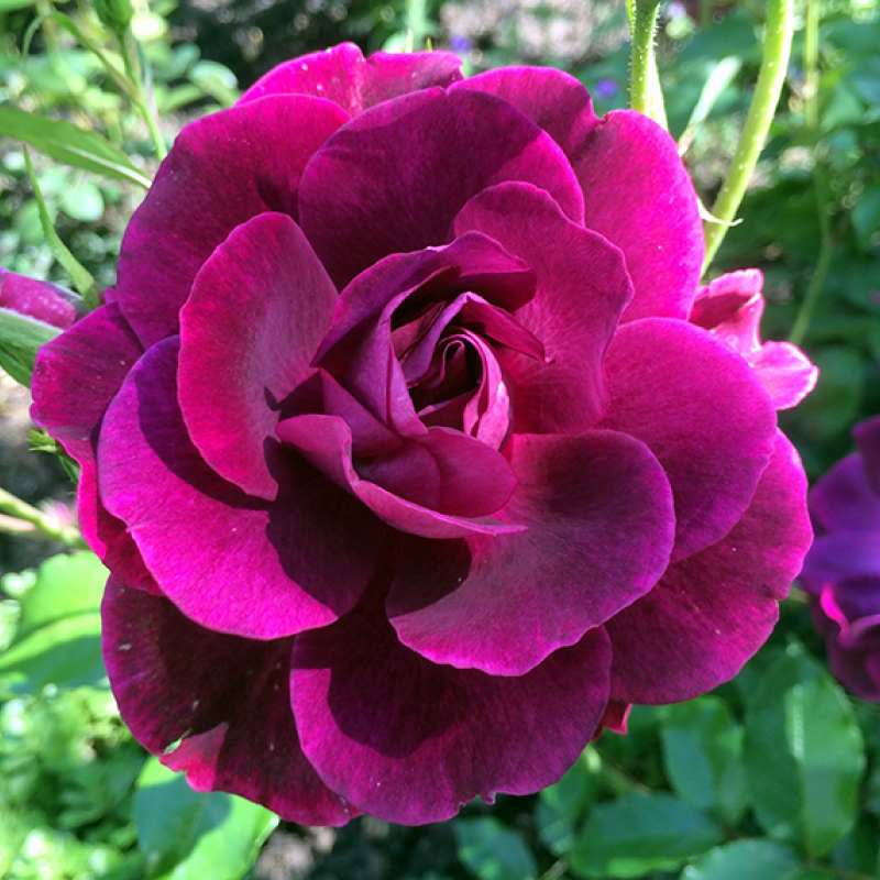 Сорт розы бургунди фото и описание