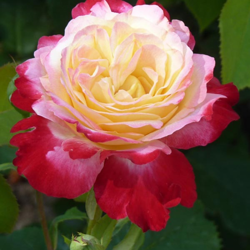 Роза Двойное Удовольствие