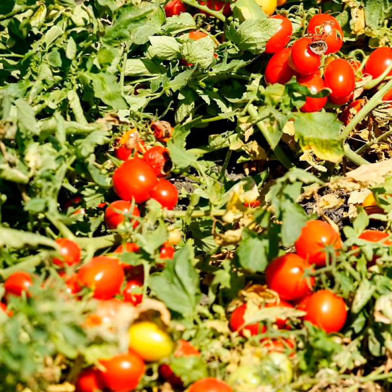 Волгоградские помидоры описание выращивание фото